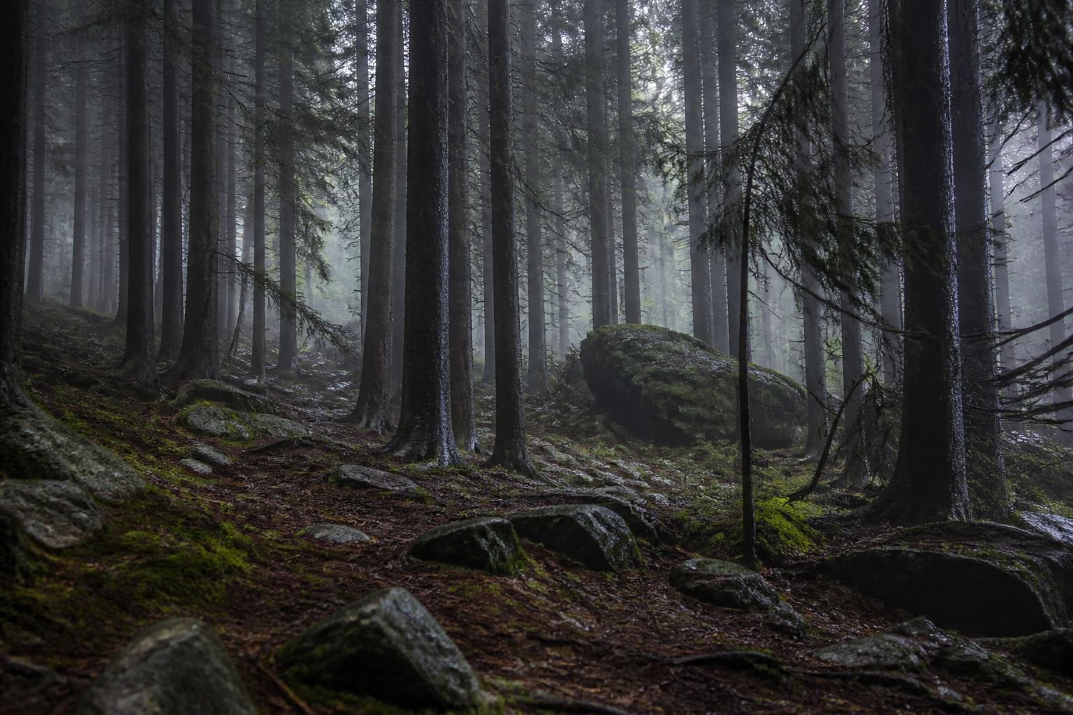 Dunkler Fichtenhang im Nebel