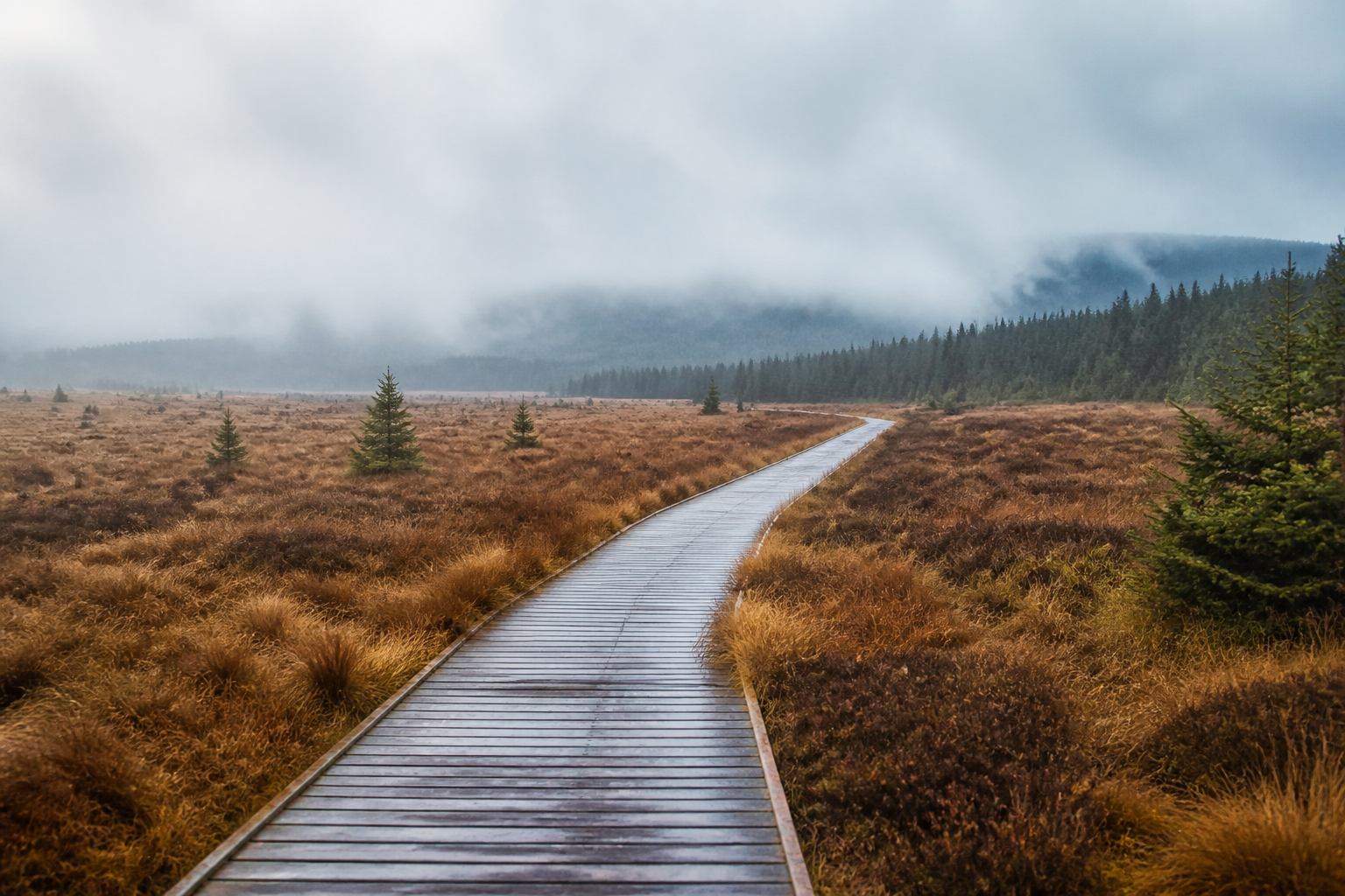 Holzsteg durch Hochmoor im Harz