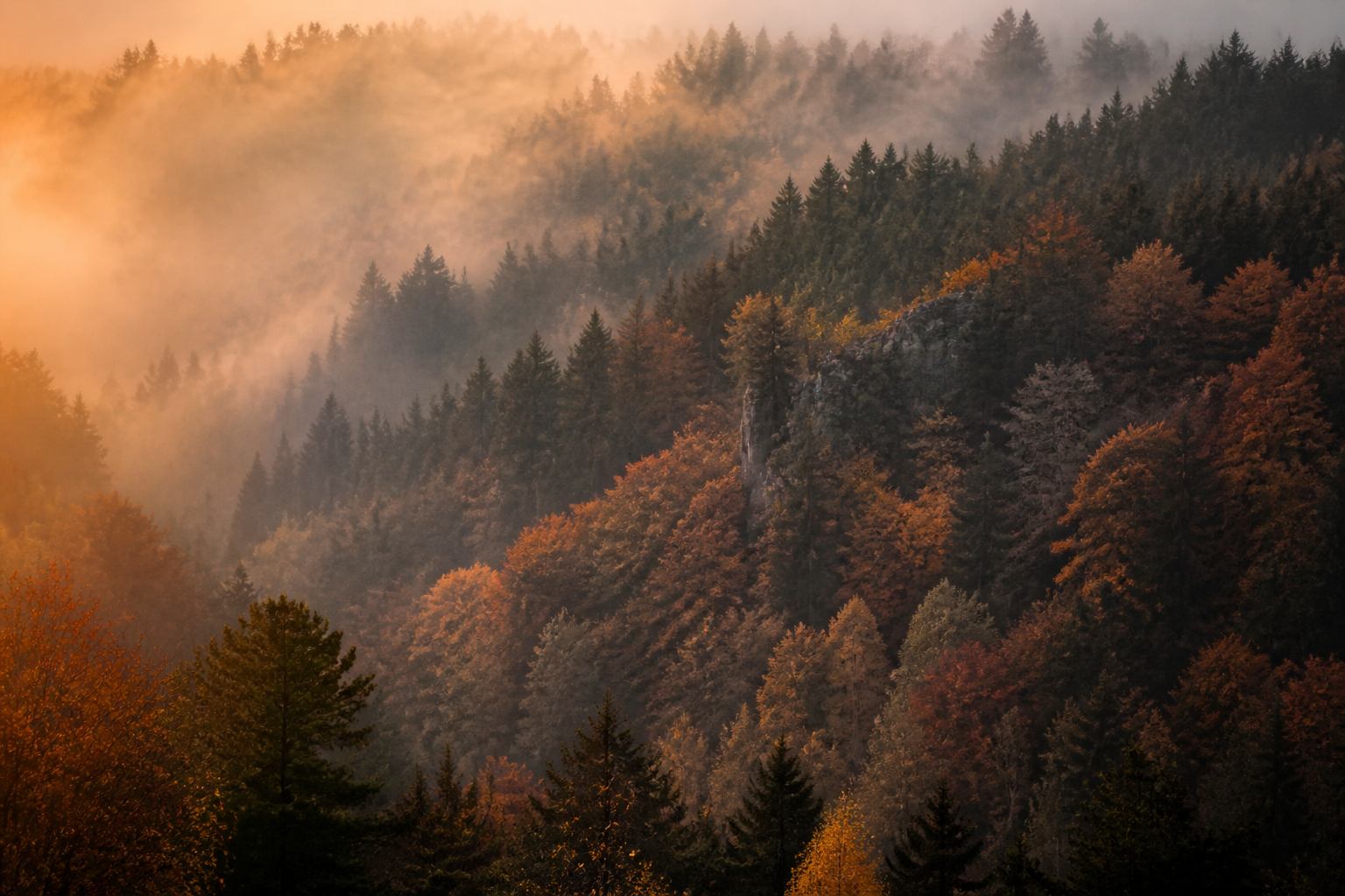 Kupferfarbenes Herbstlicht im Harzwald